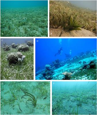 The Tropical Seagrass Halophila stipulacea: Reviewing What We Know From Its Native and Invasive Habitats, Alongside Identifying Knowledge Gaps